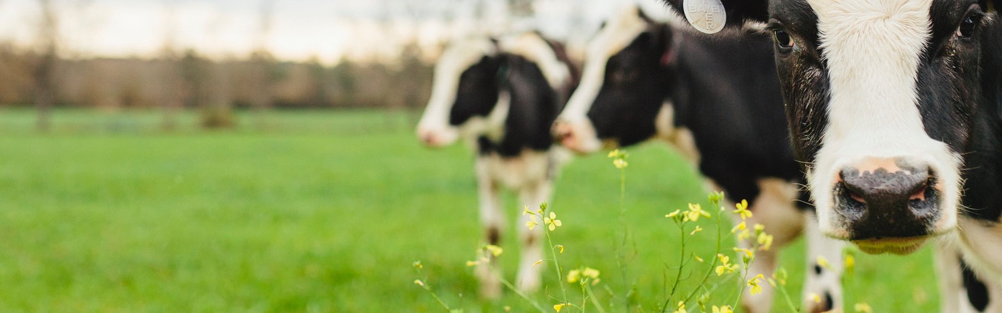 cows